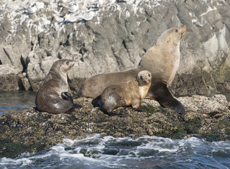 Tasmania Stanley Australian fur seals wildlife