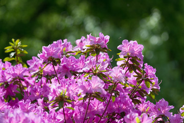 Rhododendron 'Rosebud'