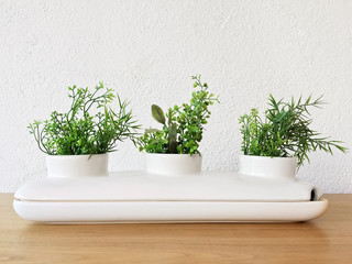 Decorative ceramic pot with green plants