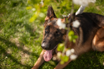 German shepherd portrait with a blooming apple tree