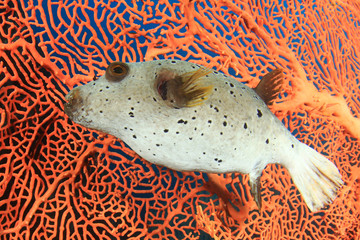 Blackspotted Puffer fish