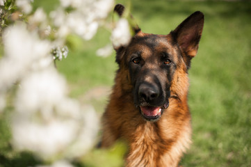 German shepherd portrait with a blooming apple tree
