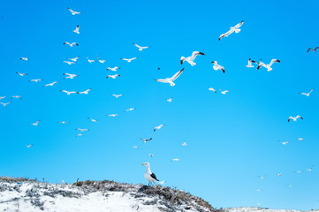 a lot of seagulls in blue sky