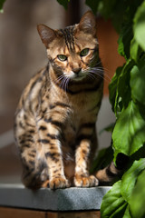Naklejka na ściany i meble Bengal Cat in Garden