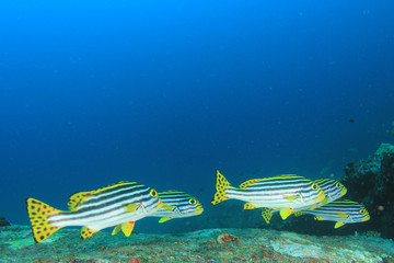 Underwater coral reef and fish
