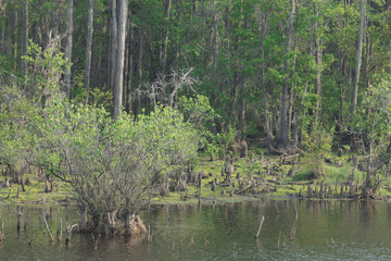 Okefenokee Swamp