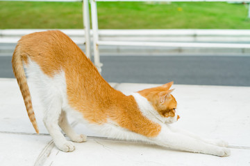 portrait of white-light brown cat yoga isolated