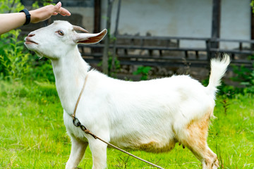 Obraz premium portrait the young white sheep on the green field