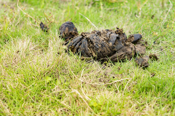 close up cow dung, cow pats, cow pies, cow manure