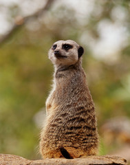 One cute meerkat looking behind him whilst upright with space for text.