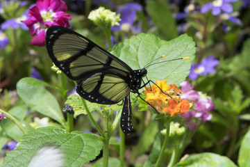 Butterfly 2017-31 / Glasswing butterfly on a flower