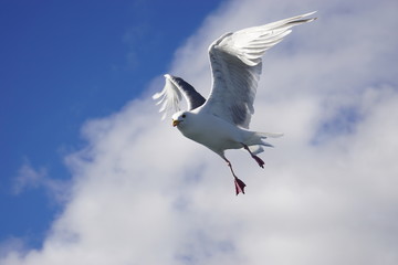 A seagull bird flying in the sky in Norway