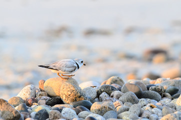 Piping Plover traversing rock