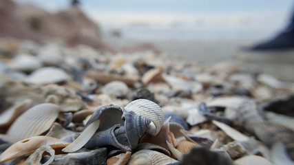 Shells by the Sea
