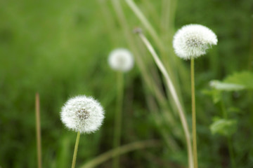 Closeup of dandelion seed head with two others and green grass blurred in background - 151369007