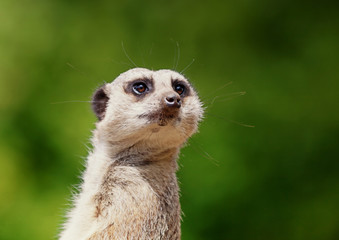 Close up of one cute meerkat looking into the distance whilst deep in thought with space for text.