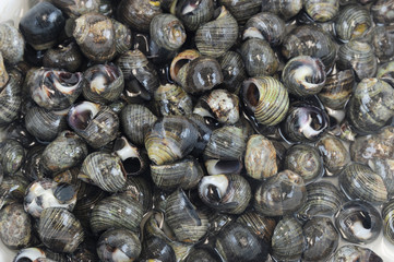 close up on fresh sea snail in seafood market