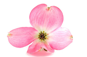 Fototapeta na wymiar close up on spring blooming flower isolated on white background