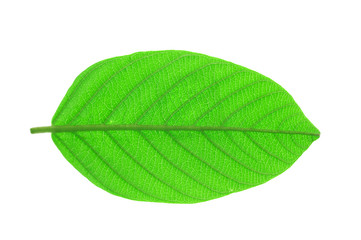 Obraz premium green leaves with leaf vein texture isolated on white background