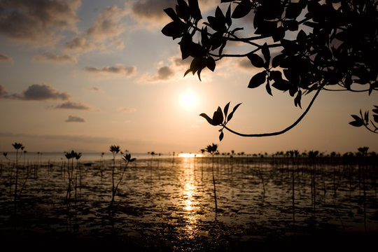 young mangrove trees at sunset time