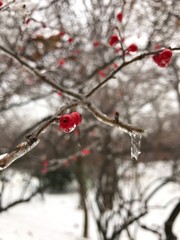 Frozen red berry