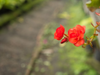 The Red Begonia Flowers Blooming
