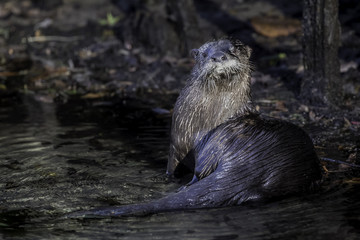 Otter Posing