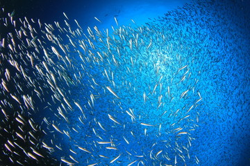 Sardines fish in ocean