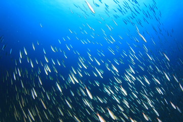 Fototapeta na wymiar Sardines fish in ocean