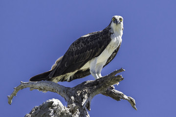 Osprey Posing