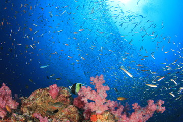 Underwater coral reef in ocean