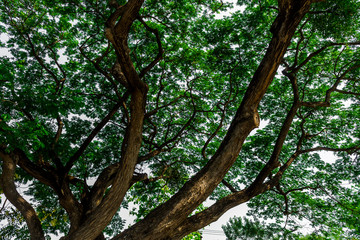 Background of nature