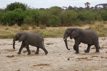 Fototapeta premium A Pair of African Elephants in Tanzania