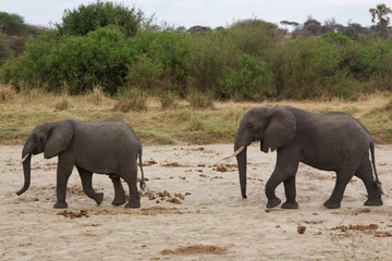 Fototapeta na wymiar A Pair of African Elephants in Tanzania