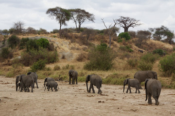 Obraz premium A Herd of Elephants by the Tarangire River