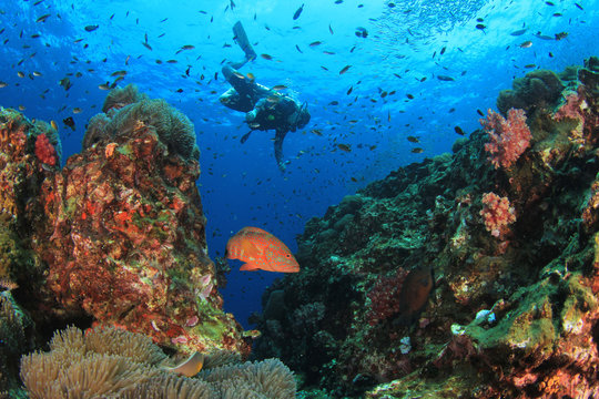 Scuba diver ecplores coral reef