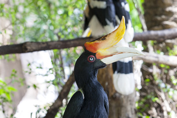 Rhinoceros hornbill Buceros rhinoceros (sarawak, hornbill)  /Buceros is a genus of large Asian hornbills (family Bucerotidae).