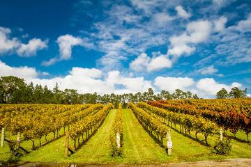 vineyards in autumn, winery, grapes growing