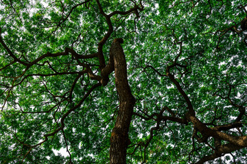 Background of nature
