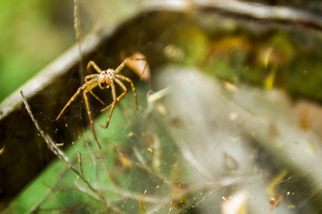 spider net, abstract web on natural background