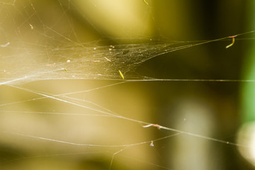 spider net, abstract web on natural background