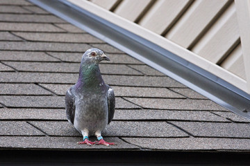 Pigeon on Rooftop