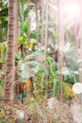 jungle forest palm trees