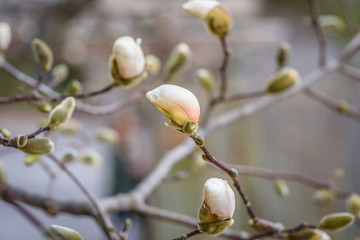 closeup of magnolia tree starting to bloom in spring