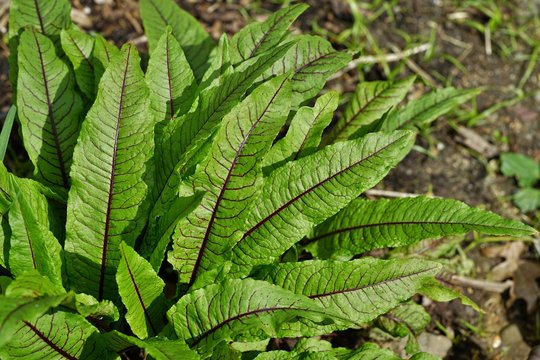 Green leaves with dark red veins of the blood dock red sorrel plant rumex sanguineus