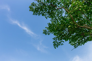 Background of nature