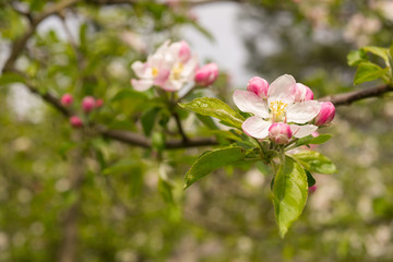 Pink and white apple blossoms on a Gravenstein tree