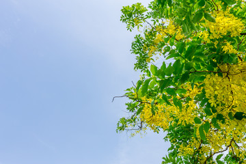 Background of nature