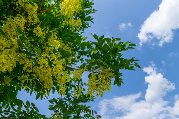 Background of nature
