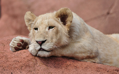 Lion